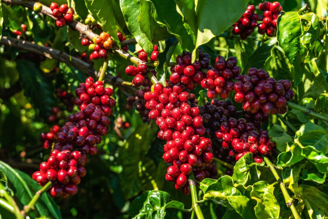 Giống cây cà phê Robusta tại trang trại của VCA